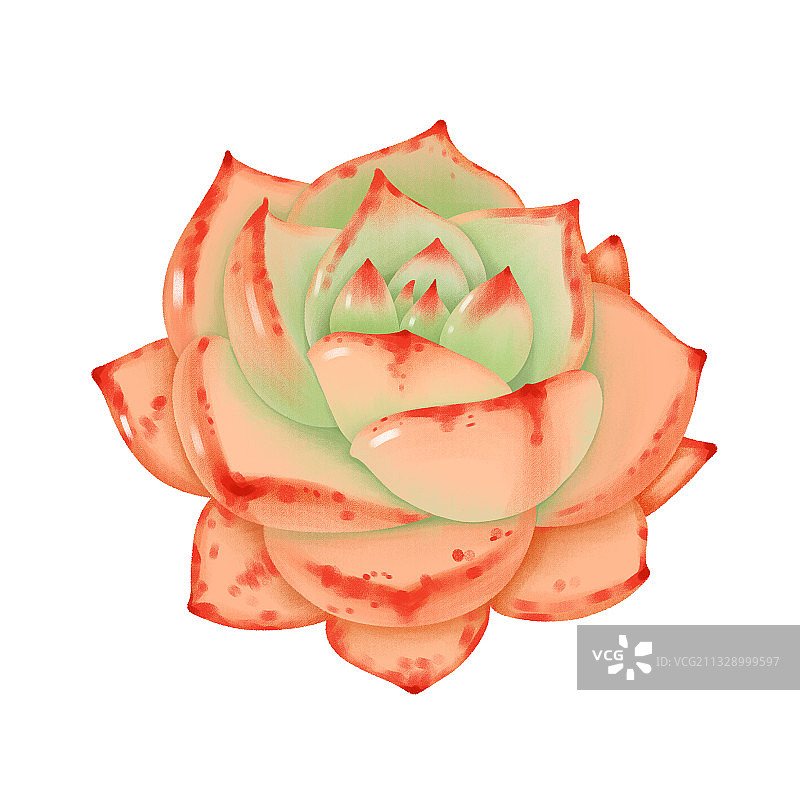 平面绘本插画风格东云系多肉植物板绘插画图片素材