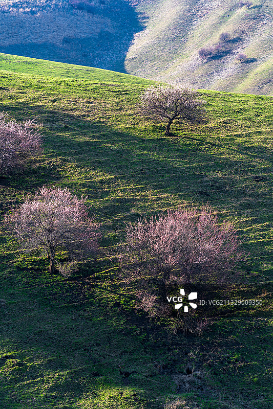 伊犁杏花沟图片素材