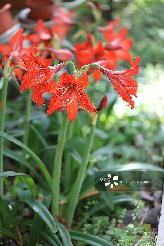 朱顶红图片素材