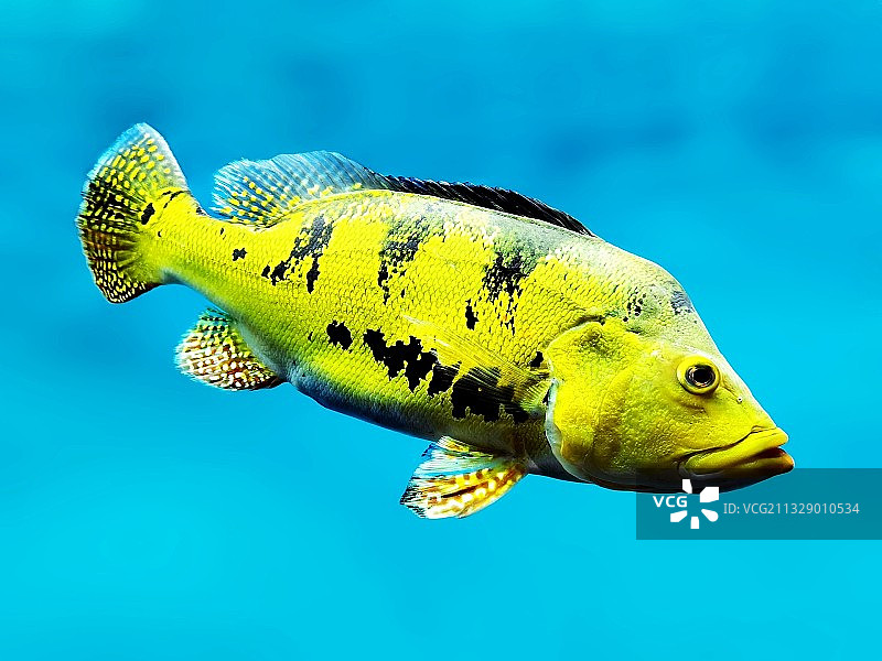 大黄鱼＿水族馆图片素材