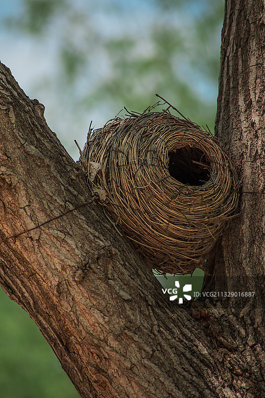 鸟巢图片素材