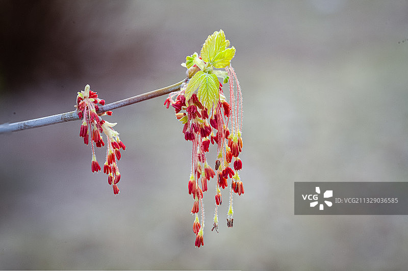 春天花朵微距特写图片素材