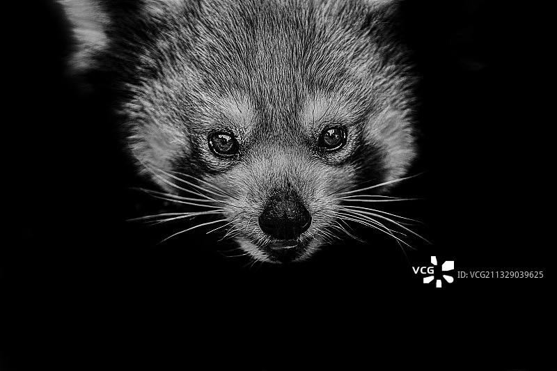 小熊猫正在观察图片素材