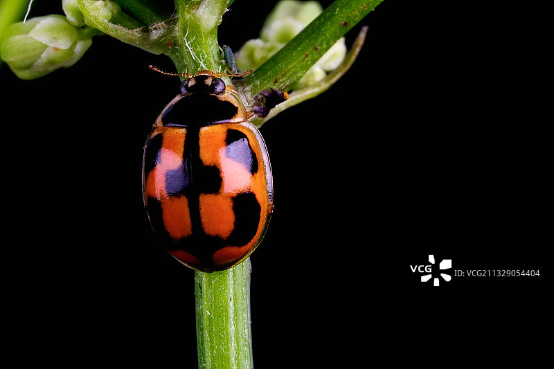 龟纹瓢虫图片素材