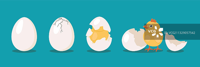 鸟类孵化过程素材图片素材