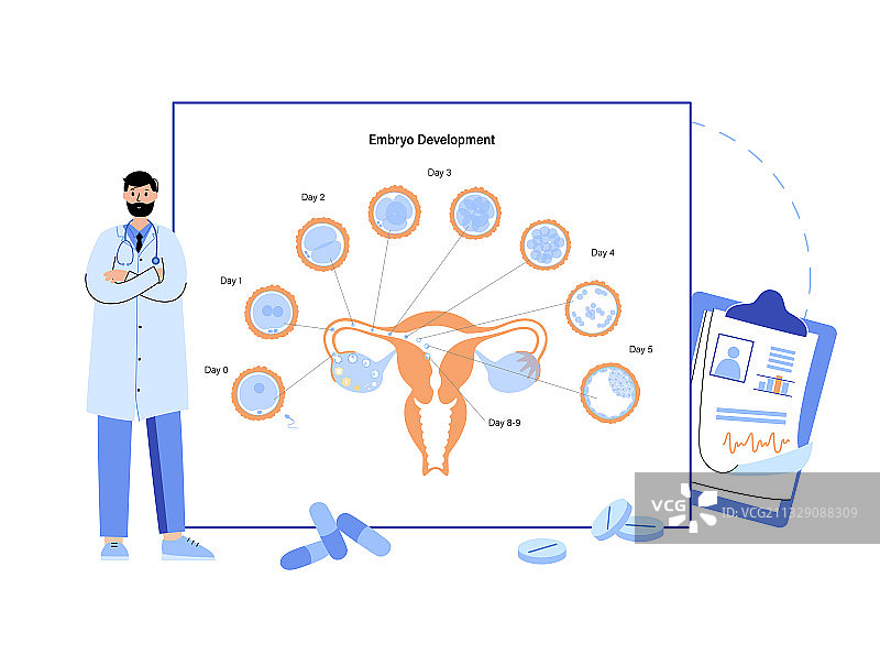 胚胎发育概念图片素材
