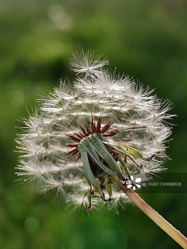 心随风动图片素材