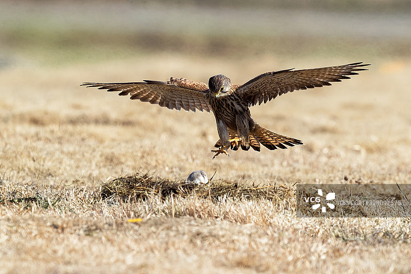 黑翅鸢----哪里逃！图片素材