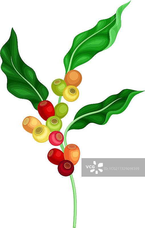 带可食用挂件的绿色咖啡树枝图片素材