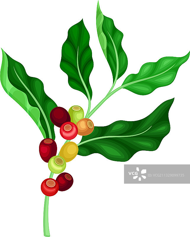 带有可食用多汁果实的咖啡树枝图片素材