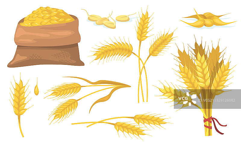 黄色成熟麦穗和谷物扁平素材图片素材