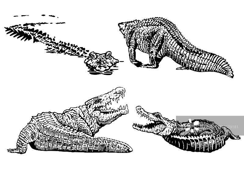 白色背景上的一组鳄鱼图形图片素材