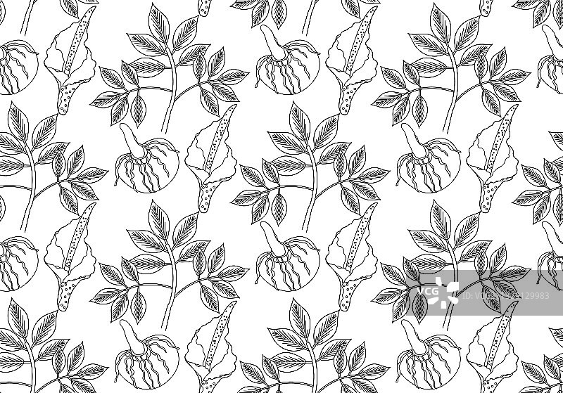 魔芋植物无缝图案图片素材