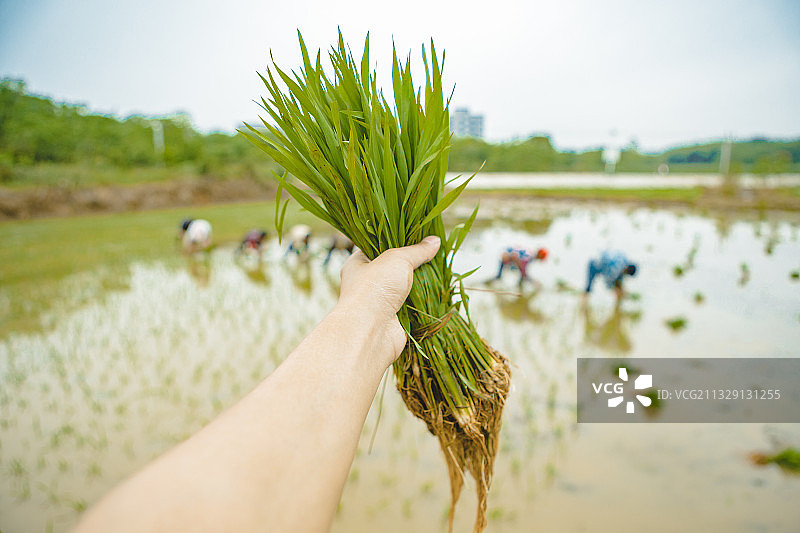 南方农民准备开始插秧种植稻子稻穗图片素材