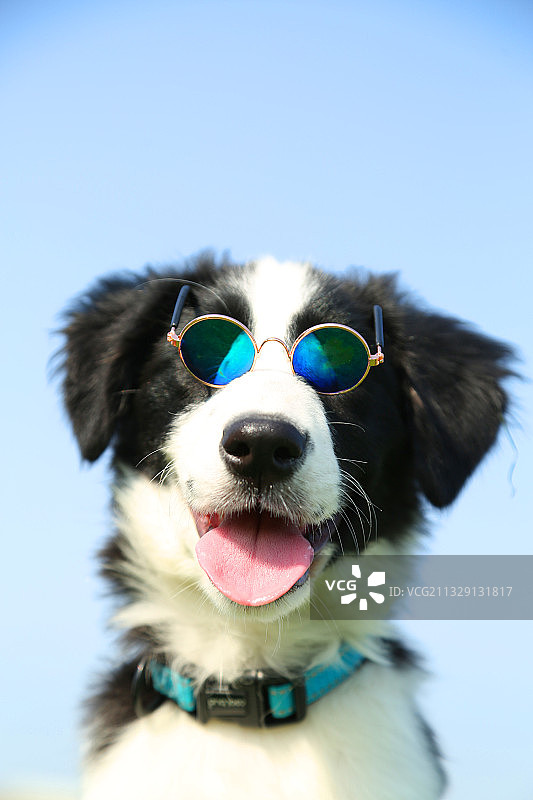 戴墨镜的边境牧羊犬图片素材