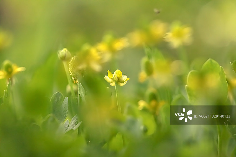 夏花灿烂 1图片素材