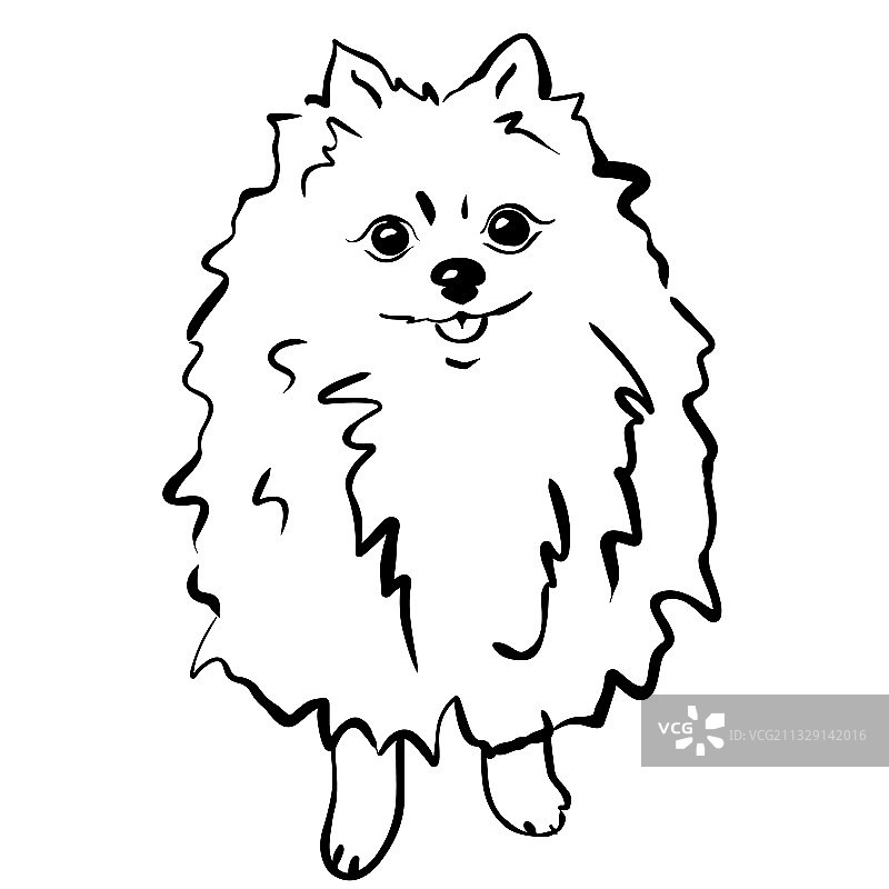 博美犬黑白素描图片素材