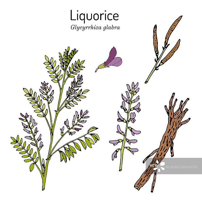 甘草光果甘草药用植物图片素材