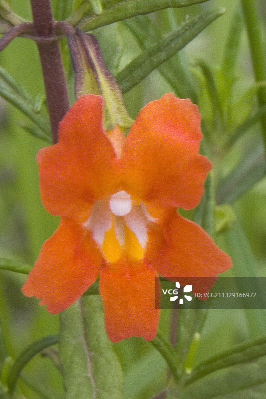 猴面花图片素材