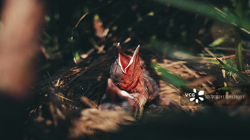 嗷嗷待哺的雏鸟图片素材