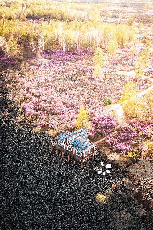 内蒙古呼伦贝尔市毕拉河达尔滨湖在火山岩上盛开的杜鹃花图片素材