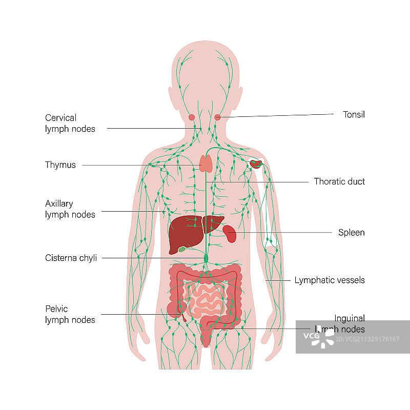 淋巴系统概念图片素材