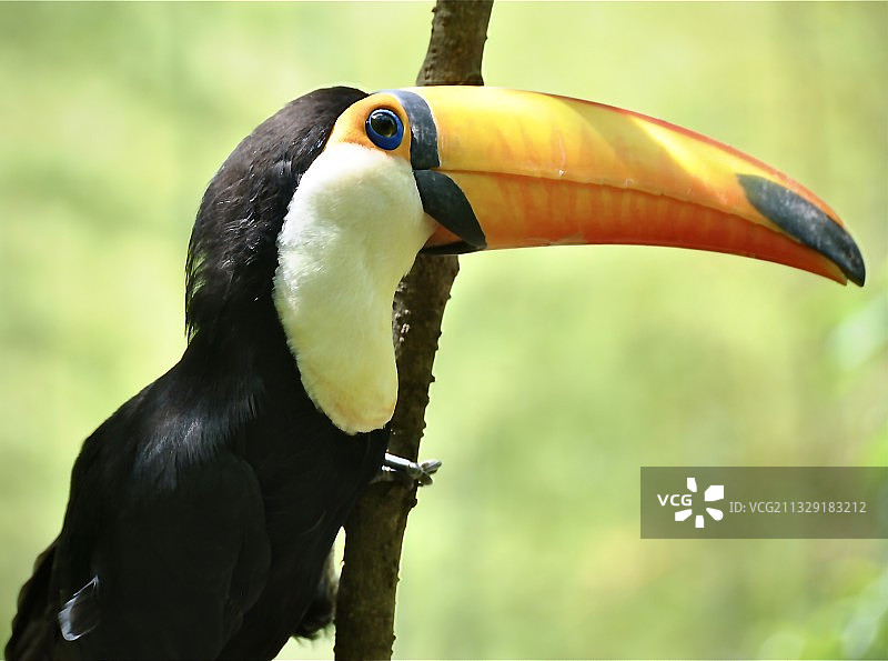 巨嘴鸟（Largirostrornis）图片素材