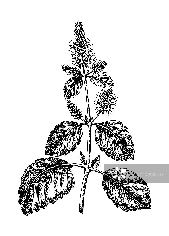 手绘广藿香与叶子图片素材