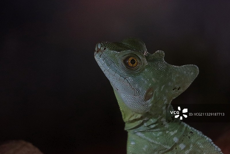守宫抬头凝视着猎物！图片素材
