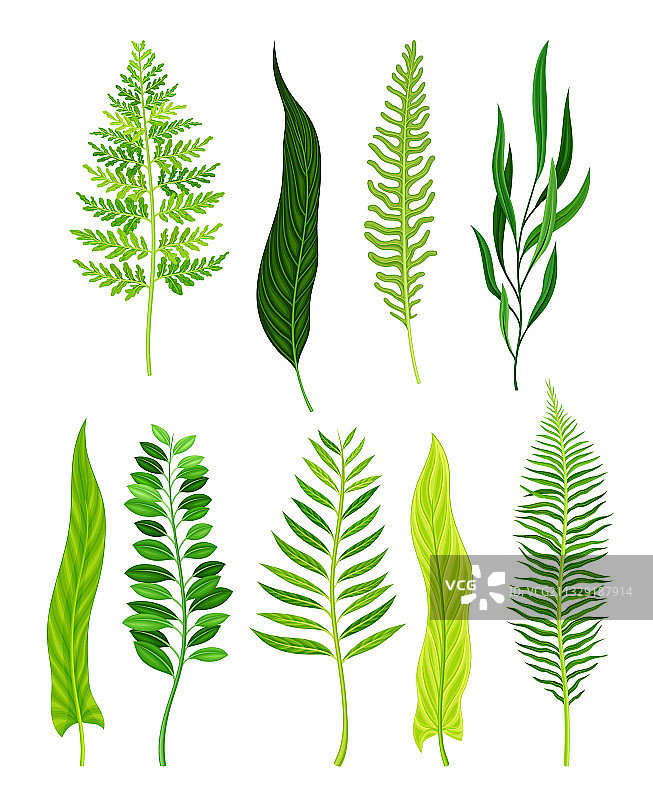 绿色蕨类植物，具有茎和复杂结构图片素材