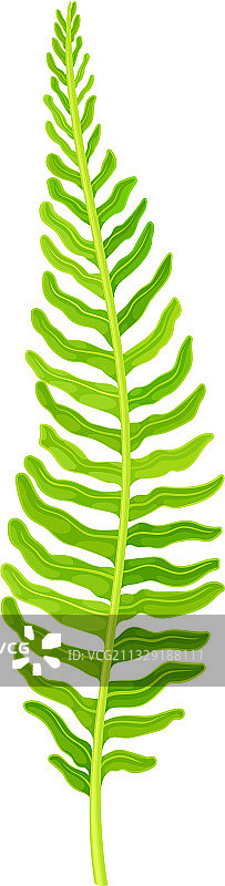绿色蕨类植物，具有茎和复杂结构图片素材