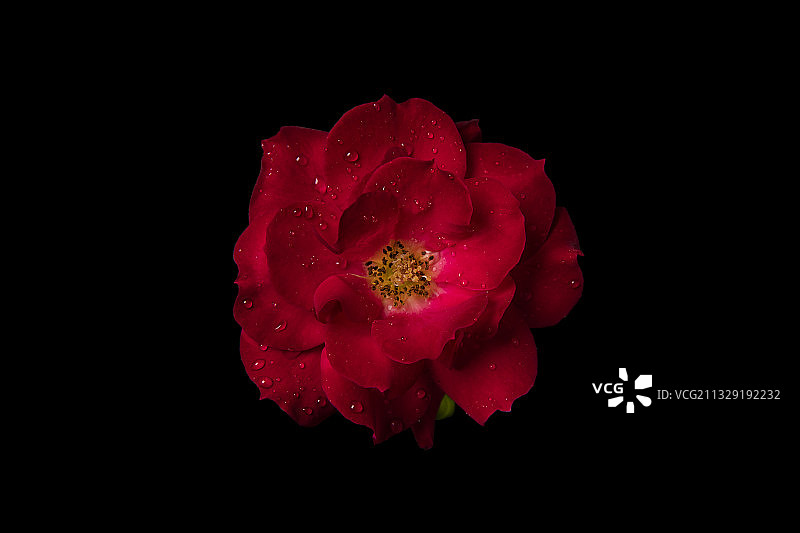 红色月季花图片素材