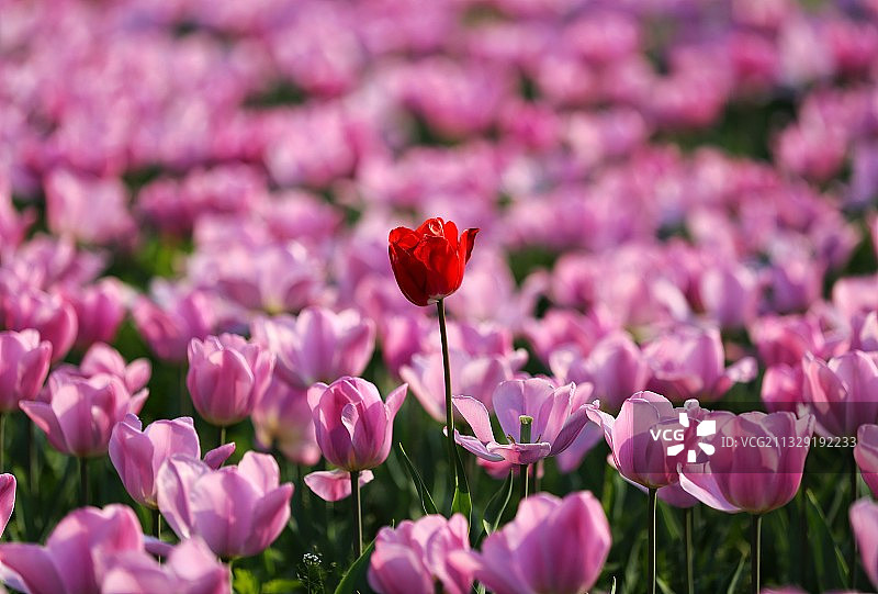 花 公园 咸阳图片素材