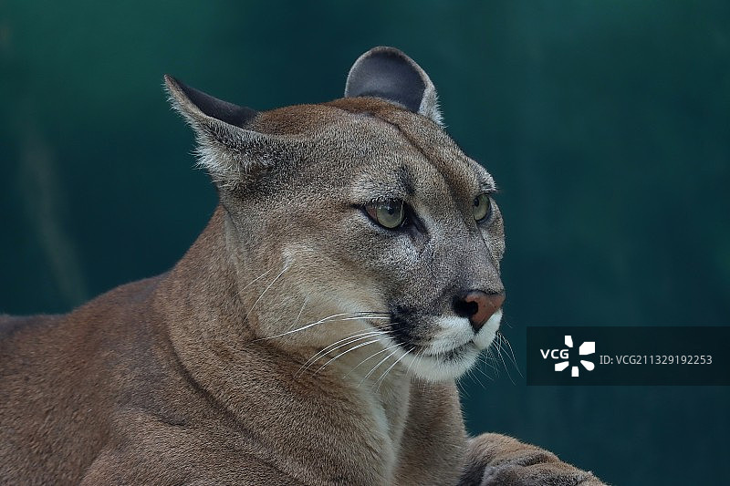 眺望远方的美洲狮！！图片素材