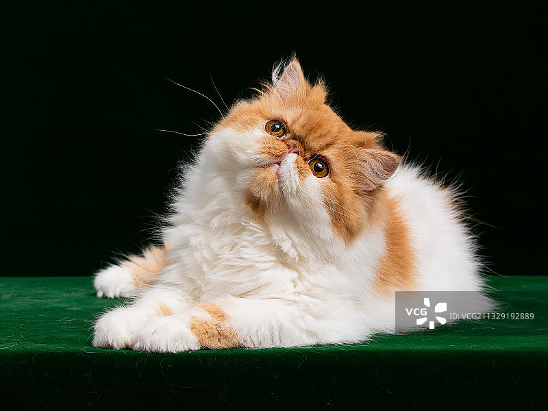 加菲猫异国短毛图片素材