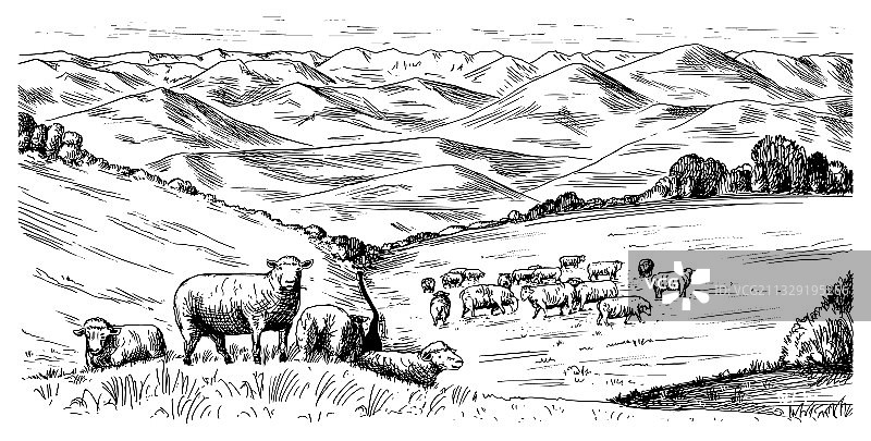 乡村草地与绵羊的村庄景观图片素材