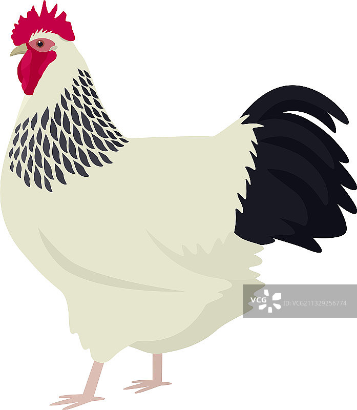 苏塞克斯鸡品种图片素材