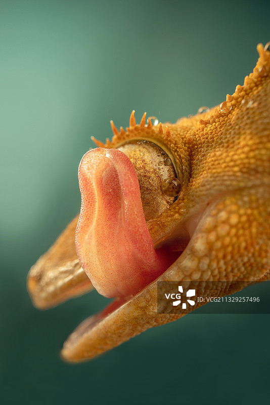绿色背景下一只特写的睫角守宫图片素材