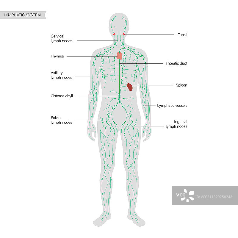 淋巴系统概念图片素材
