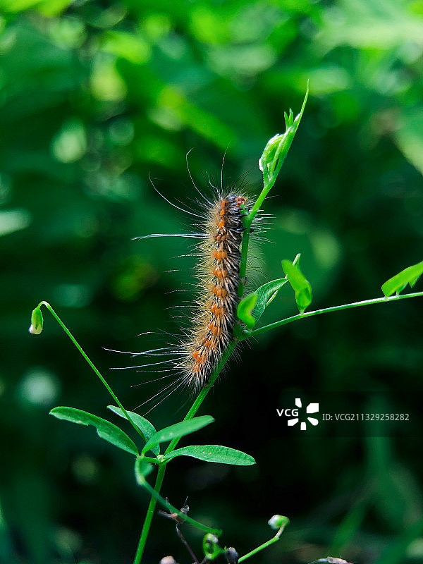毛毛虫图片素材