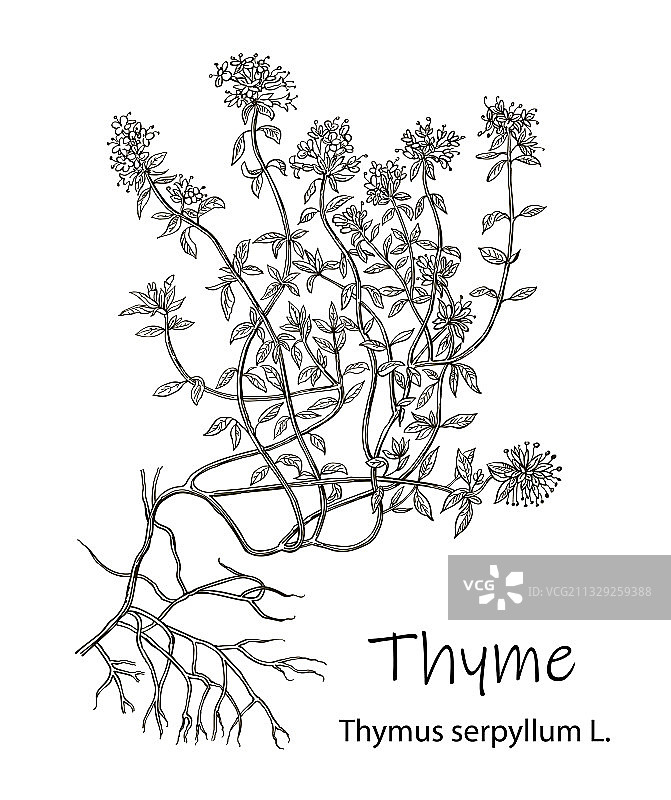 水彩百里香植物图片素材
