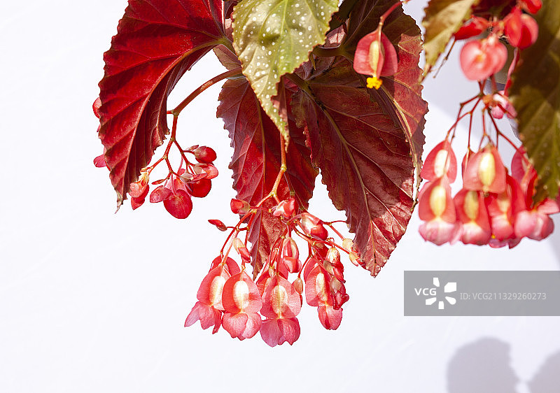 海棠花图片素材