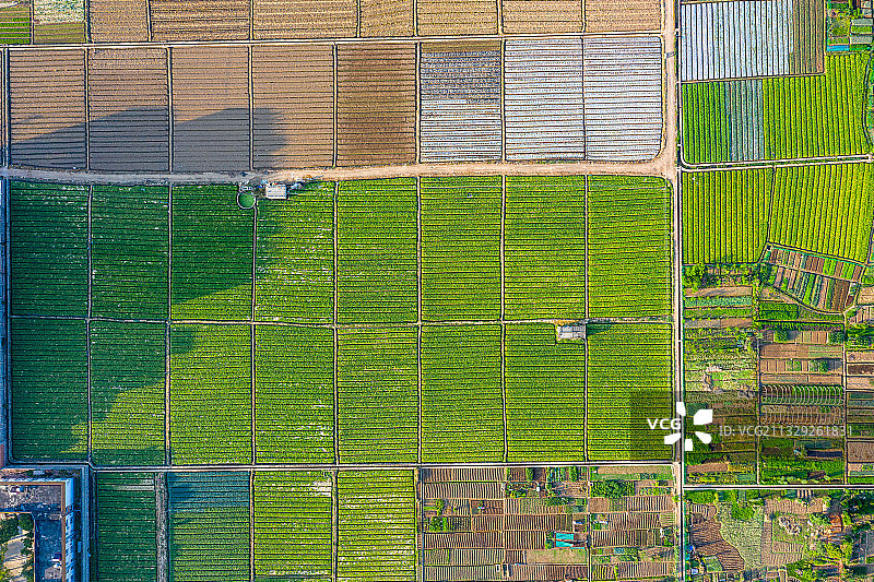 规划整齐的农田菜地图片素材