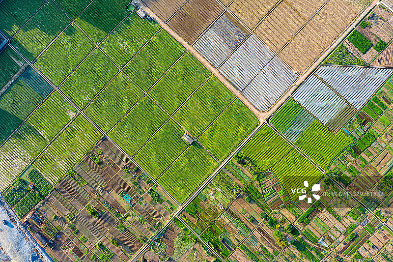 规划整齐的农田菜地图片素材