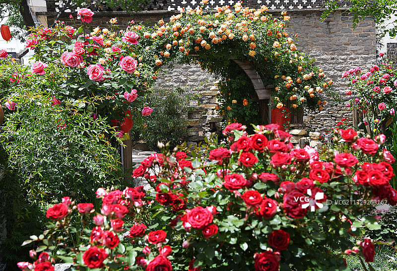 山东枣庄山亭区冯卯镇李庄村农家庭院变身月季花园图片素材