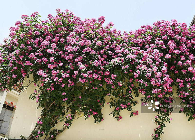 山东枣庄山亭区冯卯镇李庄农家小院变身网红月季花园图片素材