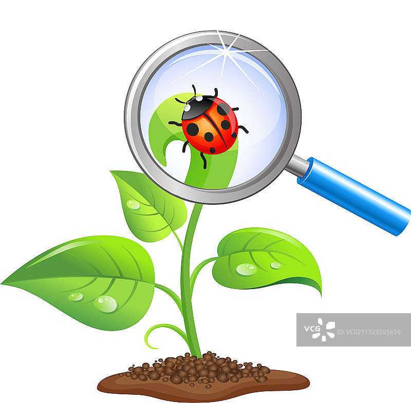瓢虫与放大镜下的绿色幼苗图片素材