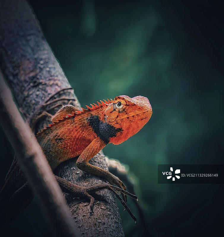 倾听，六合微音图片素材