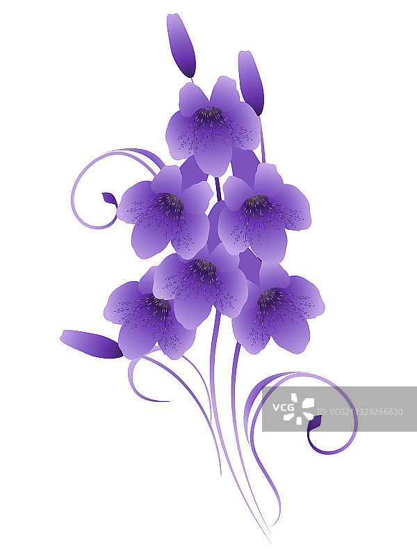 白色背景上的百合花图片素材