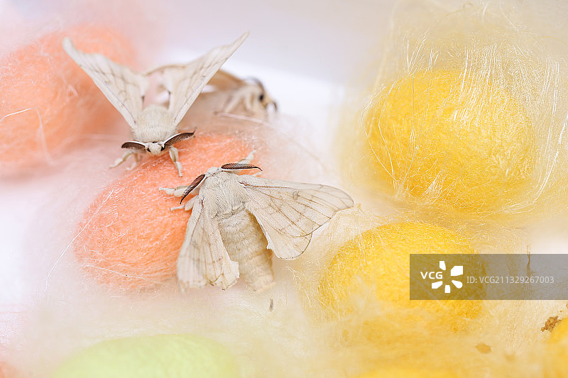 彩色的蚕茧和交尾的磁性和雄性蚕蛾图片素材